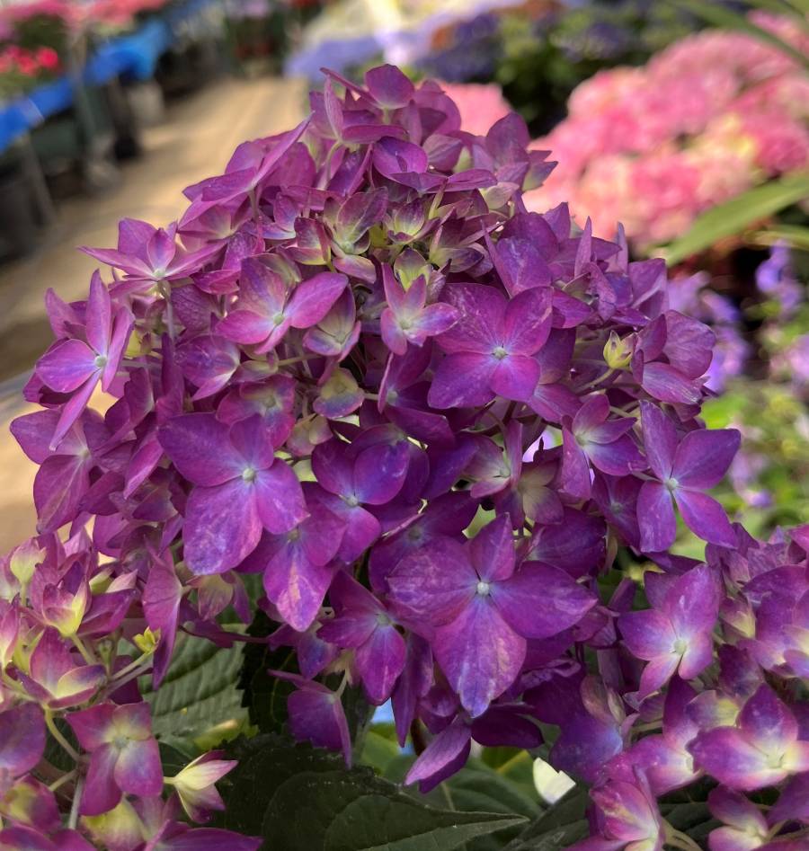 楽天市場】【開花株】ヤマアジサイ苗 十六夜（イザヨイ）5号鉢植え苗