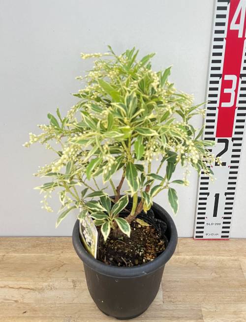 楽天市場】斑入りアセビ ホワイトリム 4.5号 苗木(d05) : 千草園芸