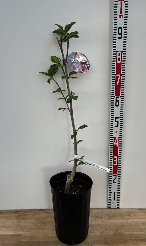 楽天市場】モクレン ジェニー 苗木 6号 ポット植え(z00-2) : 千草園芸