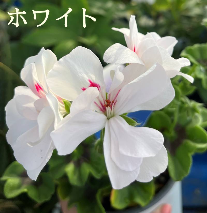 今花がないので 参考にしておきますゼラニウム3種 【公式通販】