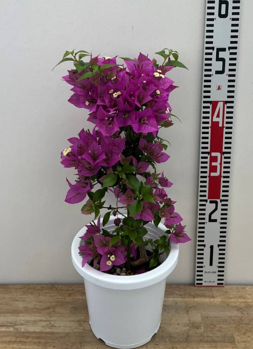 楽天市場】ブーゲンビリア パープル 6号鉢植え苗 : 千草園芸