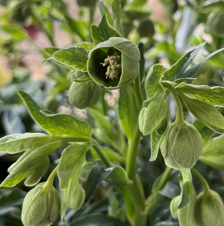 楽天市場】【現品発送】ナンノロプス アラビカシルバー（耐寒性椰子