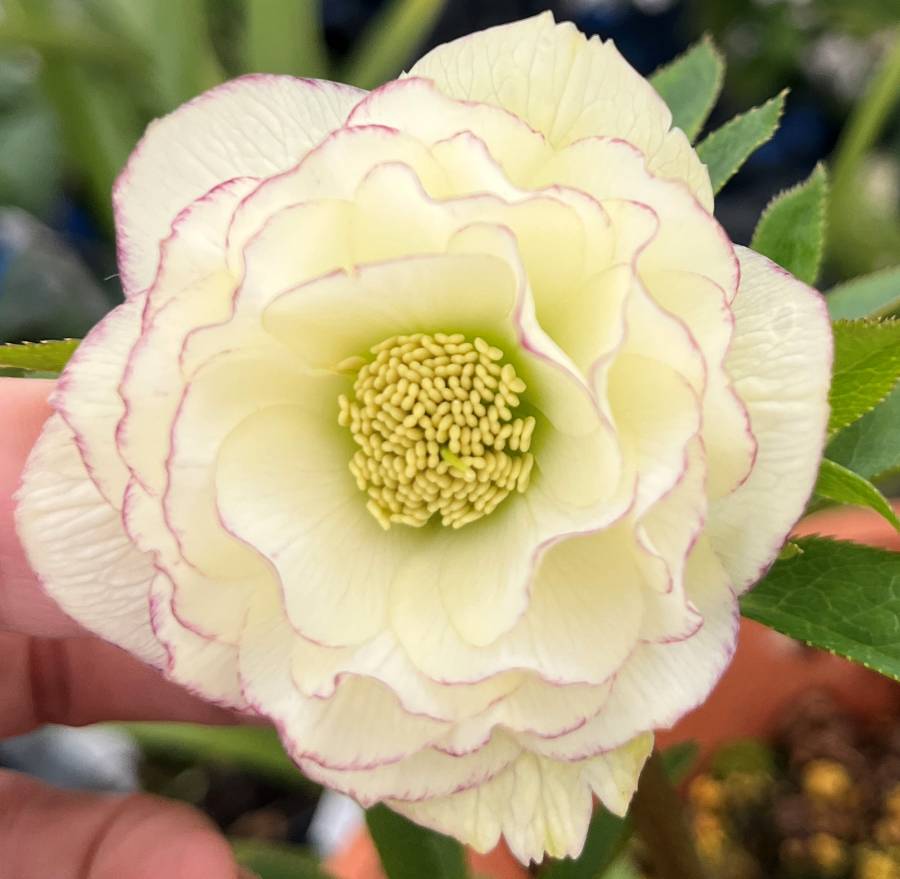 楽天市場】【自然開花株】【現品】クリスマスローズ ダブル咲き