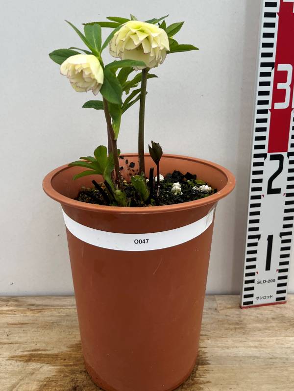 楽天市場】【自然開花株】【現品】クリスマスローズ ダブル咲き