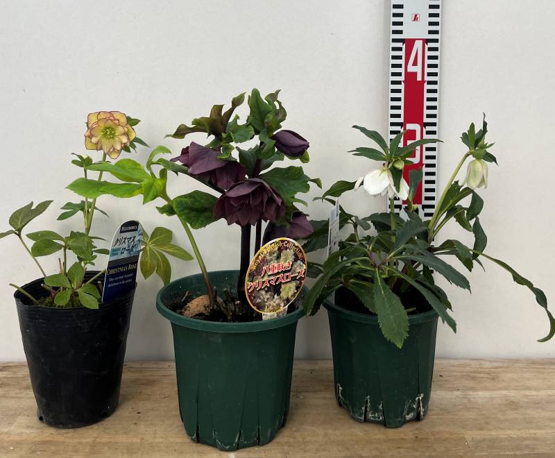楽天市場】クリスマスローズ【八重開花株3株セット】4号以上【花色