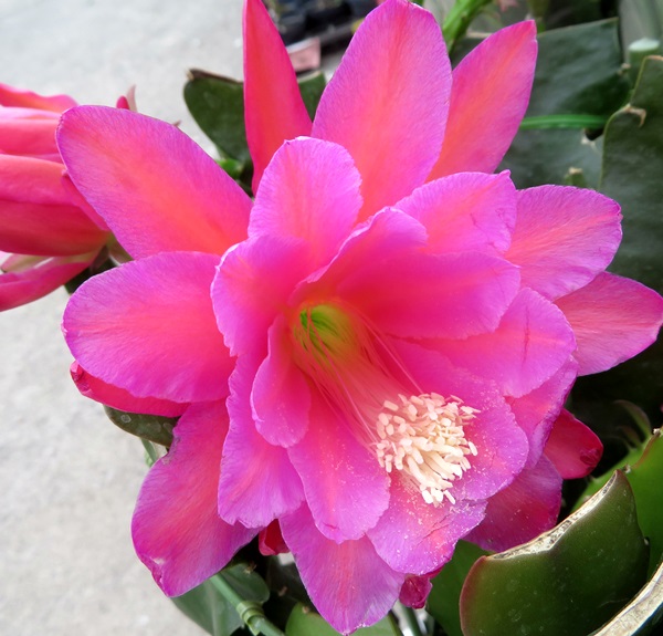 楽天市場】【花なし】クジャクサボテン（孔雀仙人掌） 彩華 6号 h32