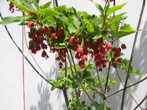 楽天市場】ベニドウダンツツジ(紅ドウダンツツジ) 苗木 樹高1m : 千草園芸