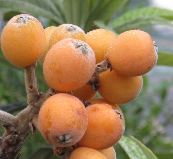 楽天市場】【現品】ビワの木（枇杷の木/びわの木） 茂木(モギ) 接ぎ木