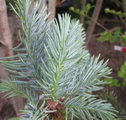 楽天市場】【現品発送】ピセア・プンゲンストーヒ ホプシー 8号鉢植え