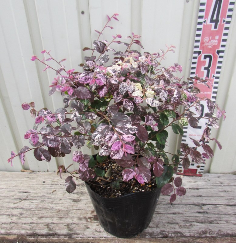 楽天市場】斑入りトキワマンサク 七彩（シチアヤ） 矮性 5号ポット苗