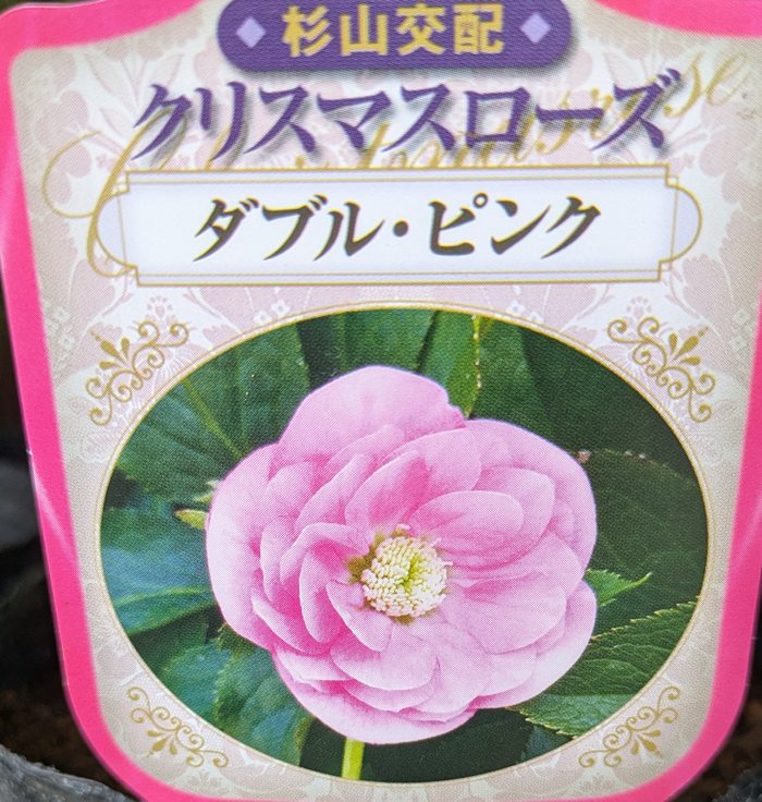楽天市場】クリスマスローズ ダブル咲き ピンク 3号苗 実生苗 : 千草園芸