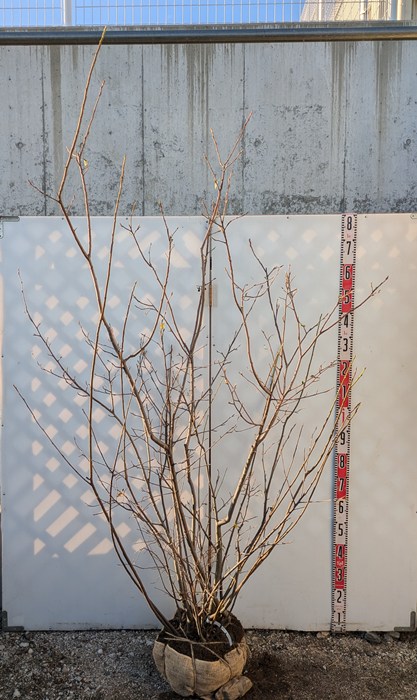 楽天市場】【現品】ジューンベリー 株立ち 苗木 樹高2.1m K711 : 千草園芸