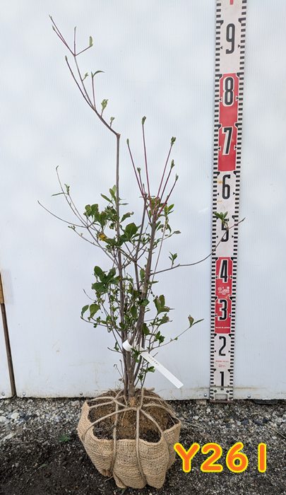 楽天市場】【現品発送Y261】ベニドウダンツツジ(紅ドウダンツツジ) 小