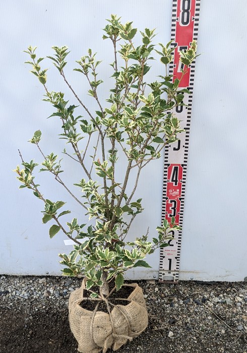 楽天市場】斑入り柊(フイリヒイラギ) 縞柊(シマヒイラギ) 苗木 樹高