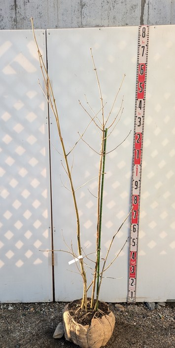 楽天市場】【現品】アオダモ 株立ち 苗木 樹高1.5m GA04 : 千草園芸