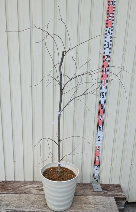 楽天市場】【訳あり/現品発送】アメリカハナズオウ シルバークラウド