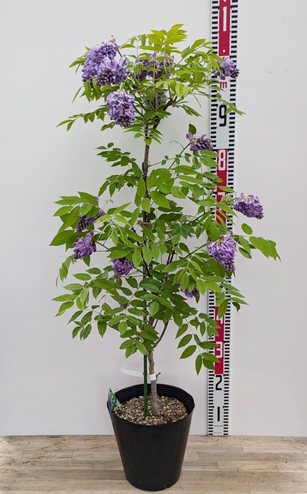 楽天市場】アメリカフジ アメジストフォール 大苗 苗木 8号【紫花 藤