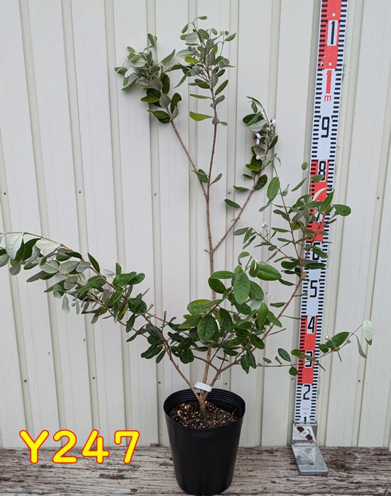 楽天市場】【現品】フェイジョア トライアンフ 苗木 7号 Y247 : 千草園芸