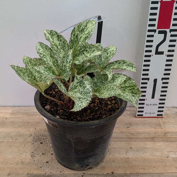 楽天市場】【現品】斑入りクリスマスローズ スノーフィーバー 5号 A496