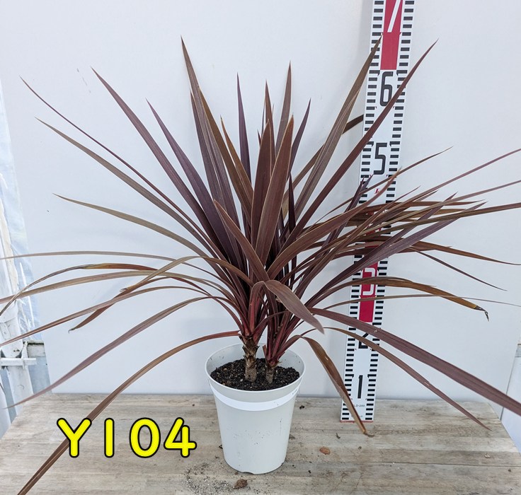 楽天市場】【選べる現品発送】ドラセナ・コルジリネ・レッドスター