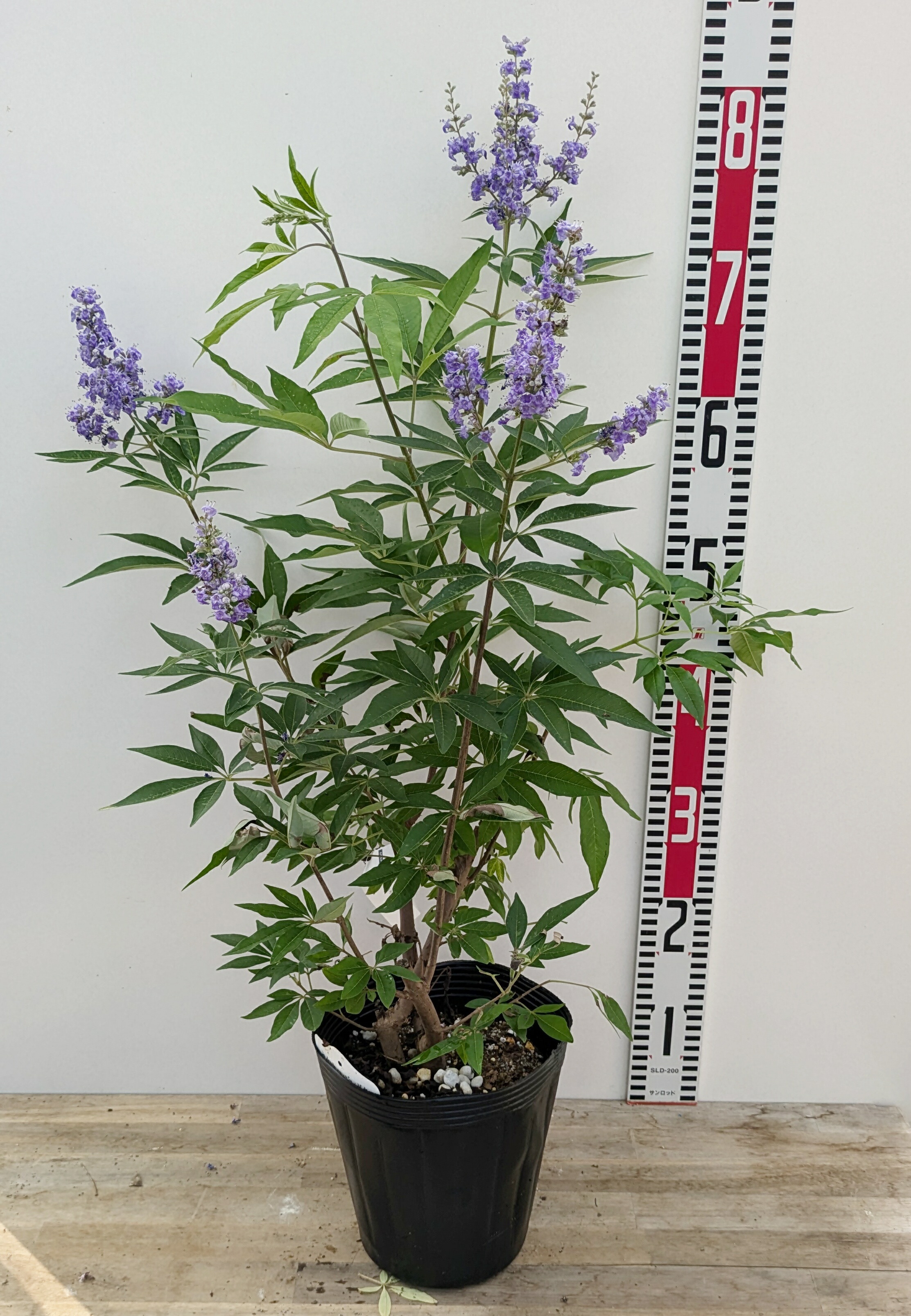 楽天市場】セイヨウニンジンボク 紫花 苗木 7号 : 千草園芸