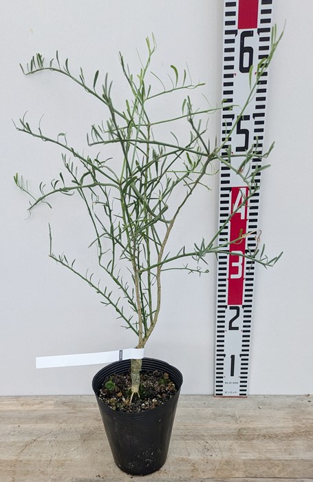 楽天市場】デザートライム 4.5号ポット 苗木 (h17) : 千草園芸