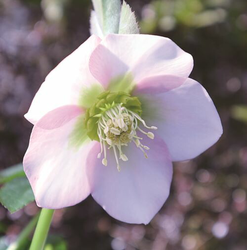 楽天市場】【開花株】クリスマスローズ 雅シリーズ うすぎぬ(ウスギヌ