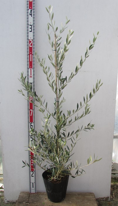 楽天市場】【選べる品種】オリーブの木 苗木 7号【シプレシーノ