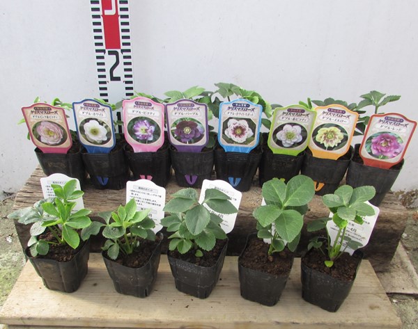 楽天市場】クリスマスローズ 実生苗 八重咲き(ダブル咲き) 3号苗 「5株