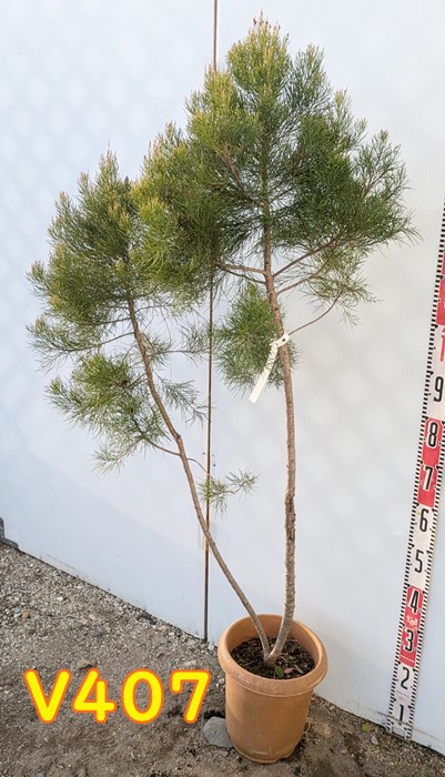 楽天市場】【選べる現品発送】ダインツリーパイン ブラウンシュガー 8