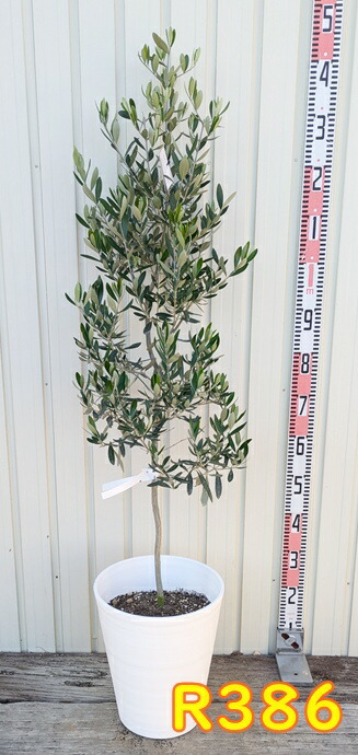 オリーブの木 シプレシーノ 8号 約140cm NO.861 人気品種 掲載
