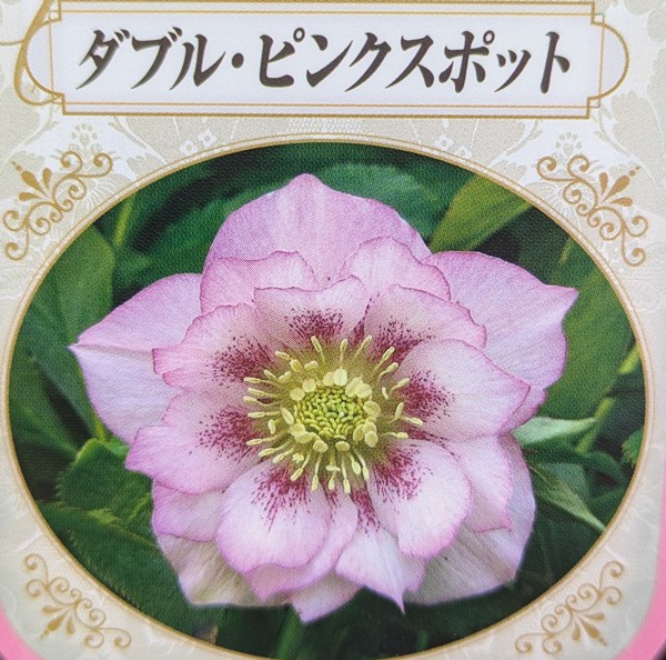 楽天市場】クリスマスローズ ダブル咲き ピンクスポット 3号苗 実生苗