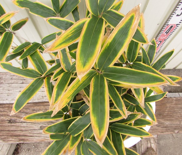 楽天市場】クマザサ（隈笹） 5号苗(f04) : 千草園芸