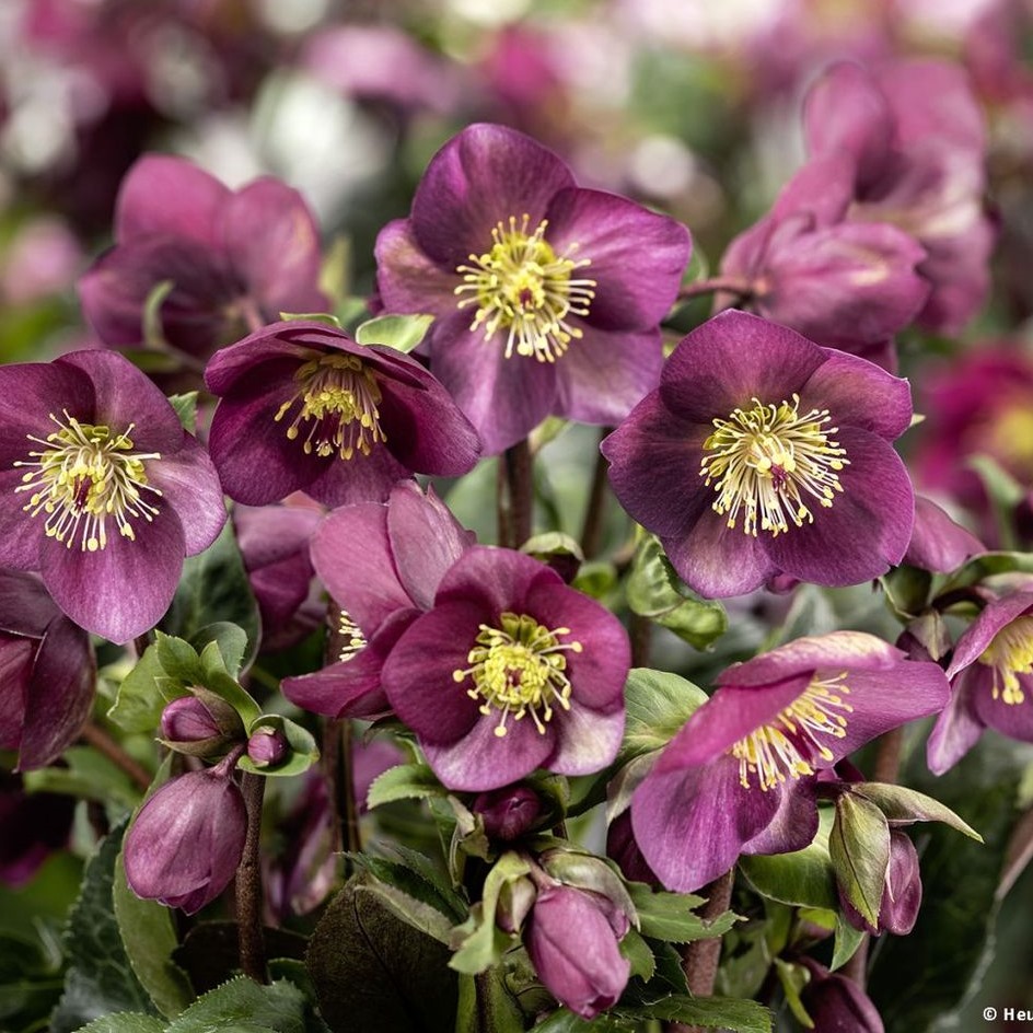 楽天市場】クリスマスローズ HGC アイスブレーカールビー 5号