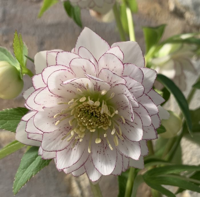 楽天市場】ミヨシのクリスマスローズ しずく小鞠(シズクコマリ) 3.5号