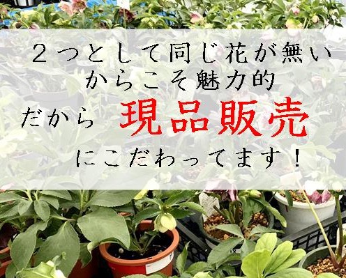 楽天市場】【現品】クリスマスローズ セミダブル咲き ホワイト系