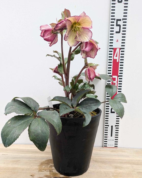 楽天市場】クリスマスローズ 氷の薔薇(コオリノバラ) ダークピコティ 6