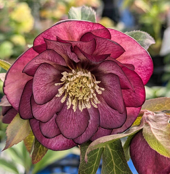 楽天市場】ミヨシのクリスマスローズ エレガンスグレープ 3.5号苗