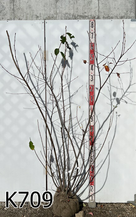 楽天市場】【選べる現品】ジューンベリー 苗木 株立ち 樹高約1.7m