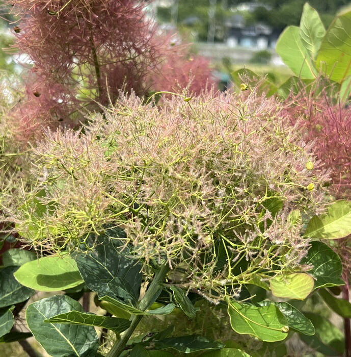 楽天市場】スモークツリー スノーパフ（ホワイト系）雌木 5号 苗木