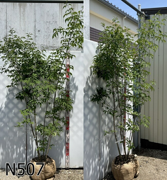 楽天市場】【現品発送】アオダモ 株立ち 苗木 樹高約1.9m～ : 千草園芸