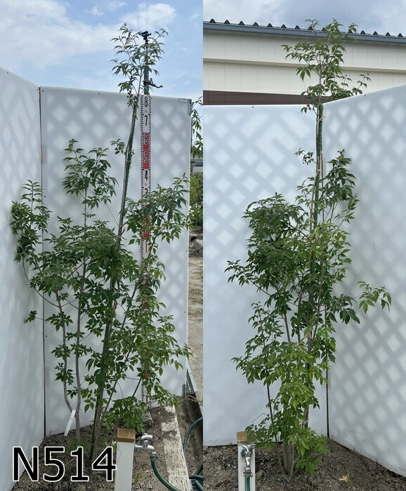 楽天市場】【選べる現品】アオダモ 株立ち 苗木 樹高1.8m～ : 千草園芸