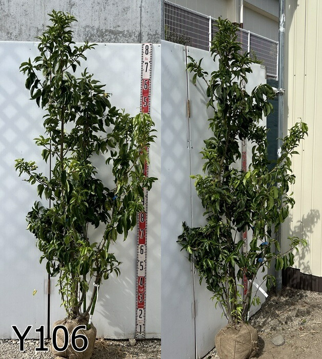 楽天市場】【選べる現品】ソヨゴ 苗木 株立ち 雌株（メス株） 樹高1.4m