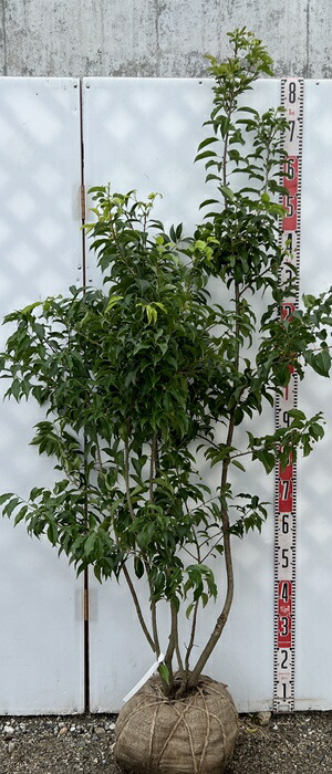 楽天市場】【現品発送】ソヨゴ 苗木 株立ち 樹高1.6m 雌株（メス株