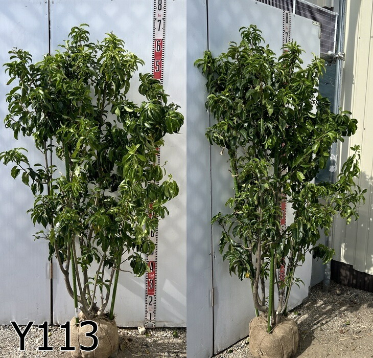 楽天市場】【選べる現品】ソヨゴ 苗木 株立ち 雄雌（オス・メス）不明