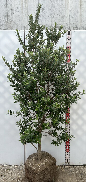 楽天市場】【現品】フェイジョア 実生苗 特大 苗木 樹高1.6m E533