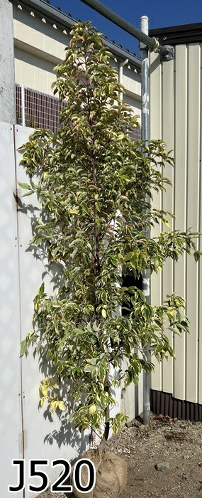 楽天市場】【現品】斑入り常緑山法師（常緑ヤマボウシ） 苗木 1.8m