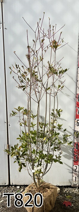 楽天市場】【選べる現品発送】ベニドウダンツツジ(紅ドウダンツツジ