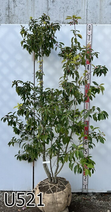 楽天市場】【選べる現品】ソヨゴ 株立ち 雌株(メス株) 樹高1.5m～【U