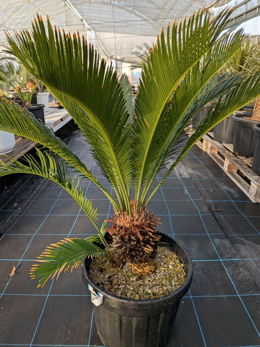 楽天市場】金環蘇鉄(キンカンソテツ)10号 子株付き【産直】 : 千草園芸